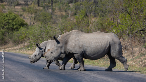 white rhino cow and calf