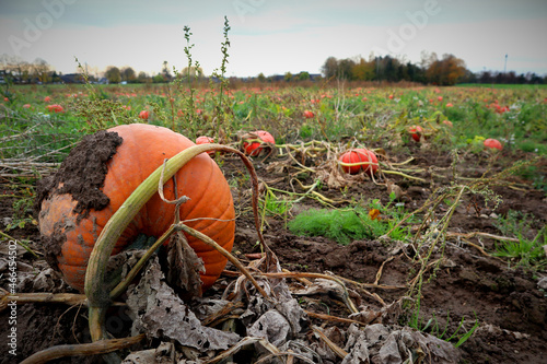 A beautiful orange red Hokkaido pumpkin in a field in Germany. In the background numerous pumpkins. Great autumn atmosphere photo