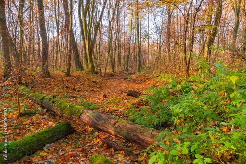 a dry riverbed in the autumn forest