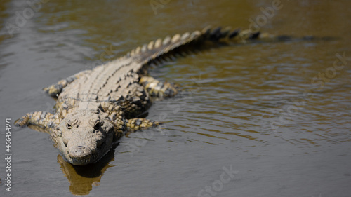 nile crocodile in a waterhole