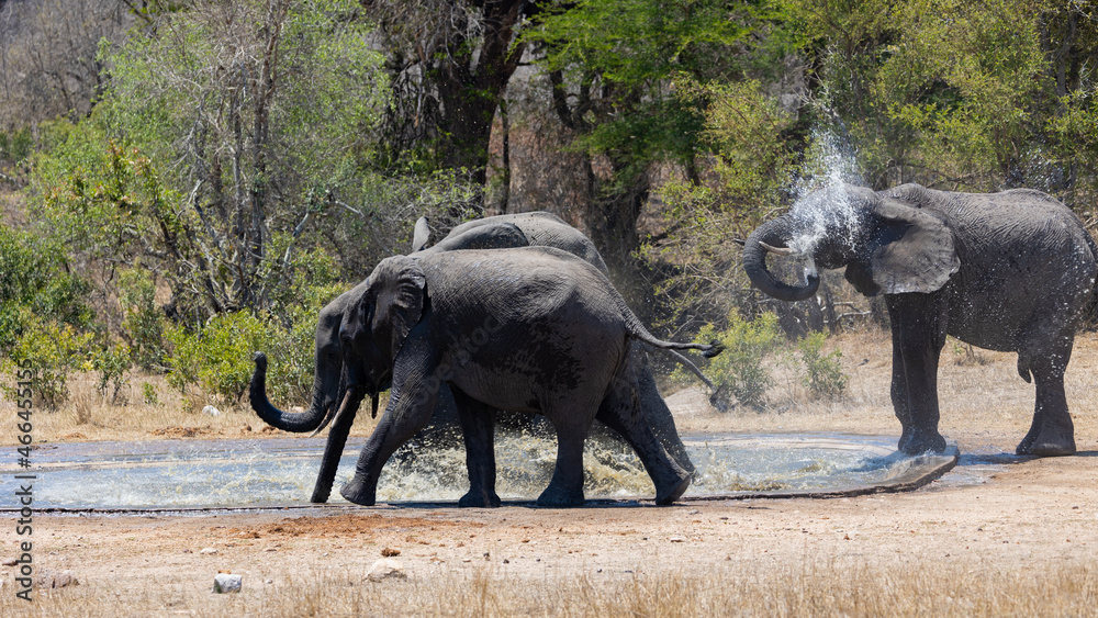 Fototapeta premium African elephants at a waterhole