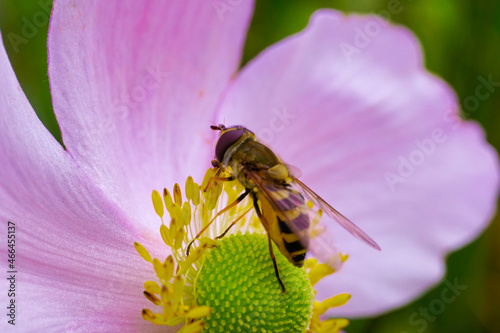 A bee on a purple flower eating pollen 