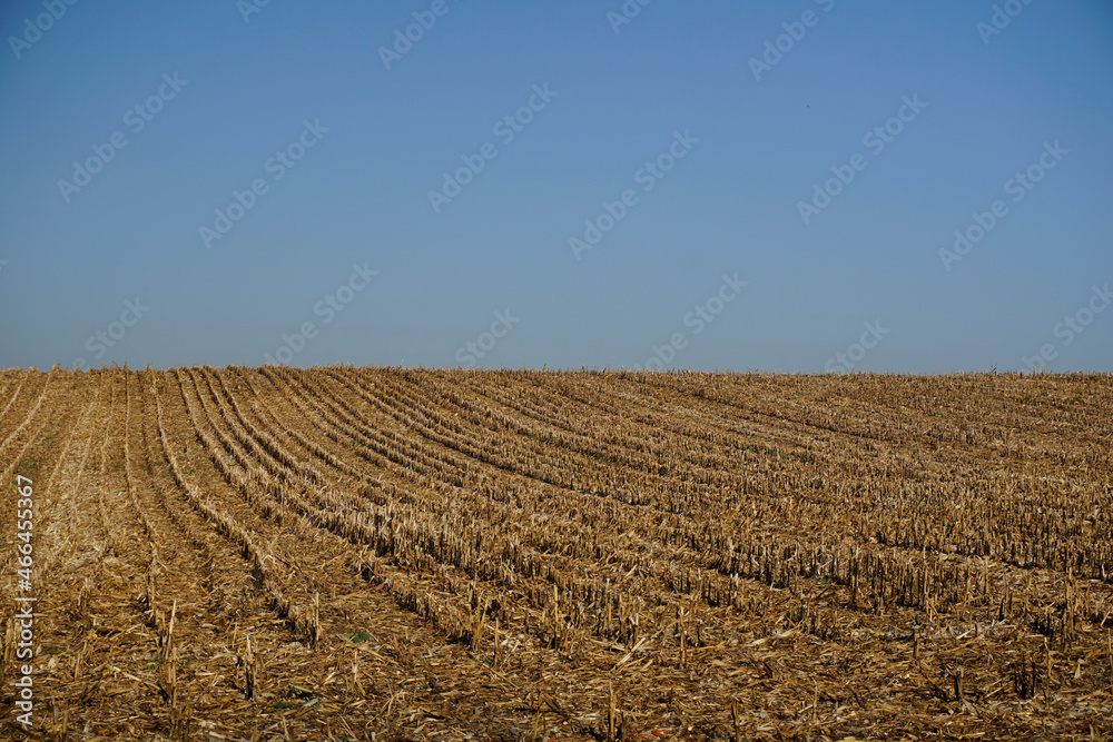 Rural landscape. The squeezed cornfield and the blue clear sky. Horizontal view. Stubble.