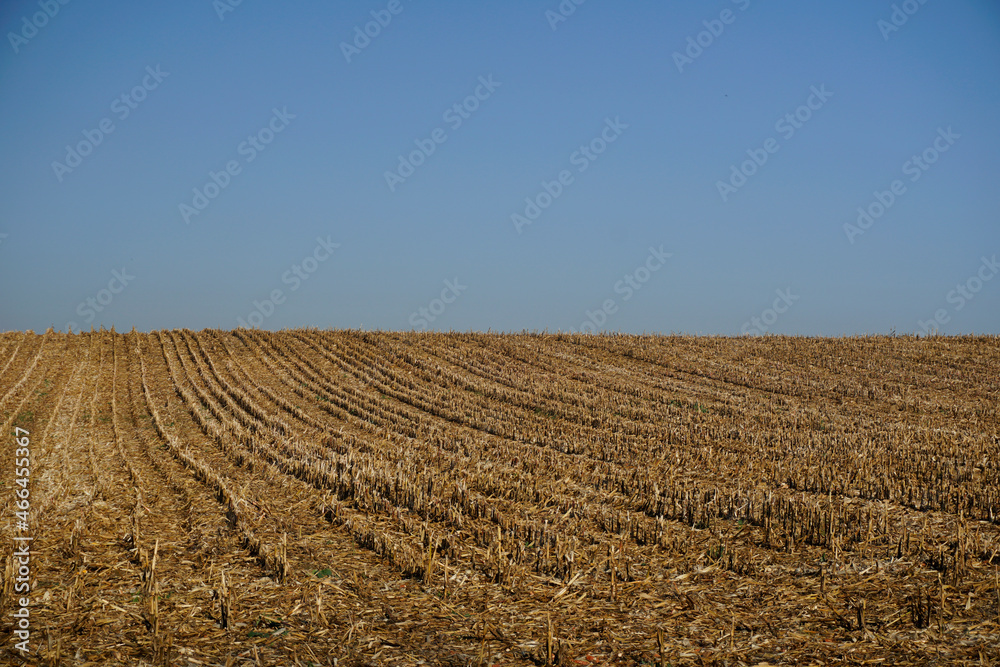 Rural landscape. The squeezed cornfield and the blue clear sky. Horizontal view. Stubble. Rural landscape. The squeezed cornfield and the blue clear sky. Horizontal view. Stubble.