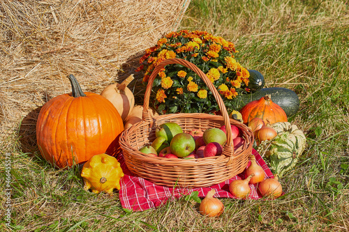Still-life. Autumn fruits in a basket on a red tablecloth. Pumpkins, zucchini, apples, pears, onions. Orange chrysanthemums. A haystack on the grass.