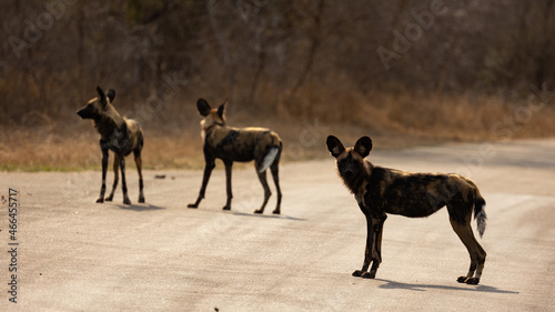 African wild dogs on the road