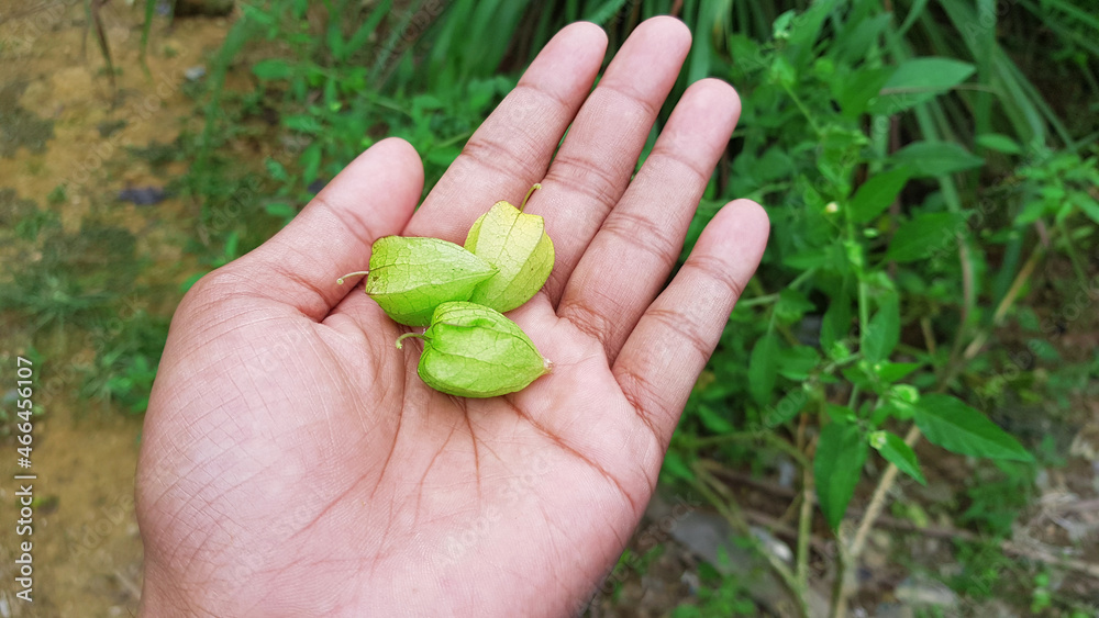 hand holding Physalis angulata L fruit hand holding Physalis angulata L fruit