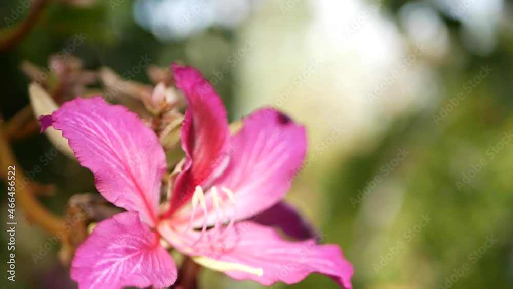 Purple bauhinia orchid tree flower blossom, California USA. Violet exotic tropical bloom, jungle rainforest atmosphere soft focus. Vivid dark magenta natural botanical floral delicate petals close up. Purple bauhinia orchid tree flower blossom, California USA. Violet exotic tropical bloom, jungle rainforest atmosphere soft focus. Vivid dark magenta natural botanical floral delicate petals close up.