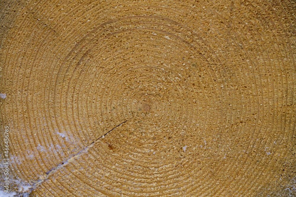 Naklejka premium texture of tree trunk