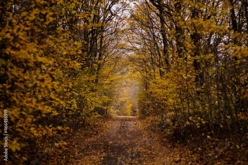 Fototapeta Naklejka Na Ścianę i Meble -  Autumn, Jesień 