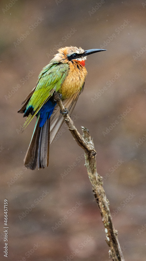 a perched white-fronted bee-eater