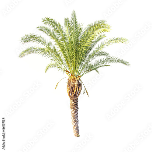 Palm tree cut out on white background.