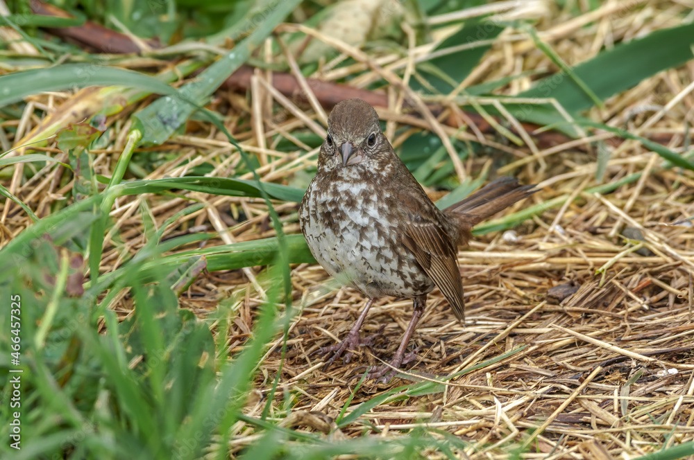 Fox Sparrow (Passerella iliaca) at Chowiet Island, Semidi Islands, Alaska, USA Fox Sparrow (Passerella iliaca) at Chowiet Island, Semidi Islands, Alaska, USA