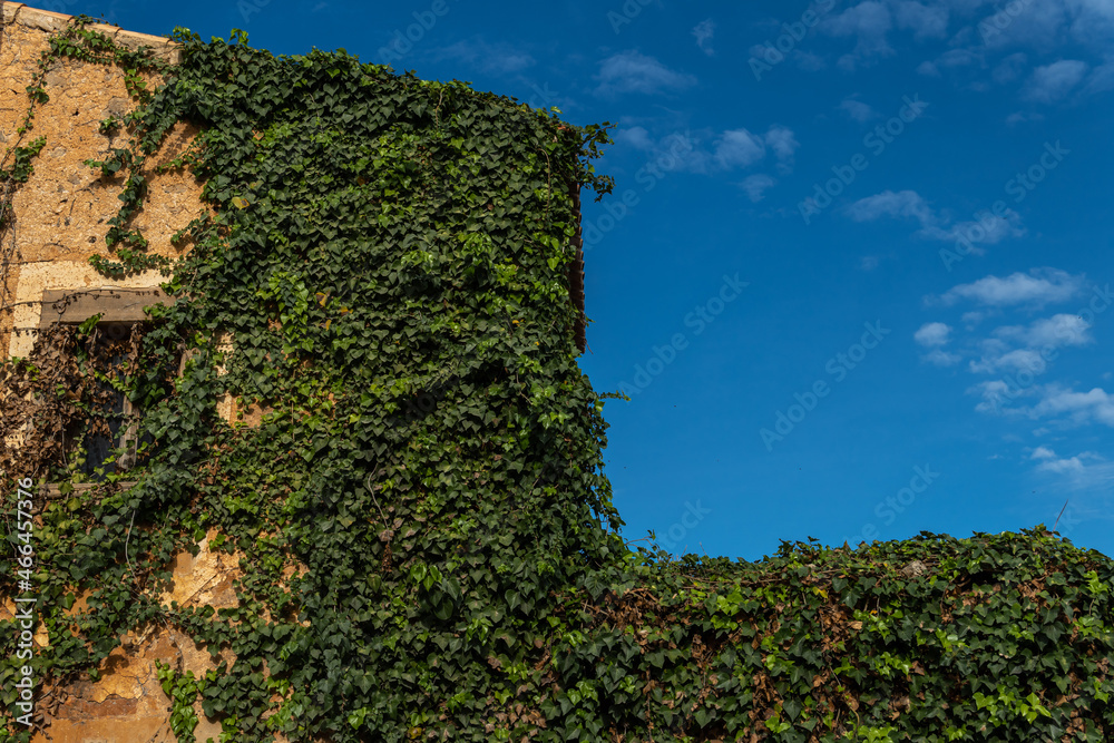 Close-up of an ivy plant, Hedera helix, on a rustic stone facade at dawn. Mallorca island, Spain