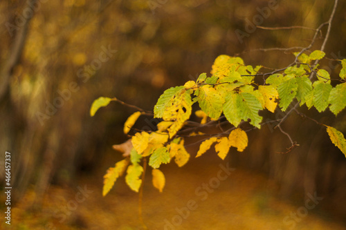 Autumn, Jesień  © Rafal