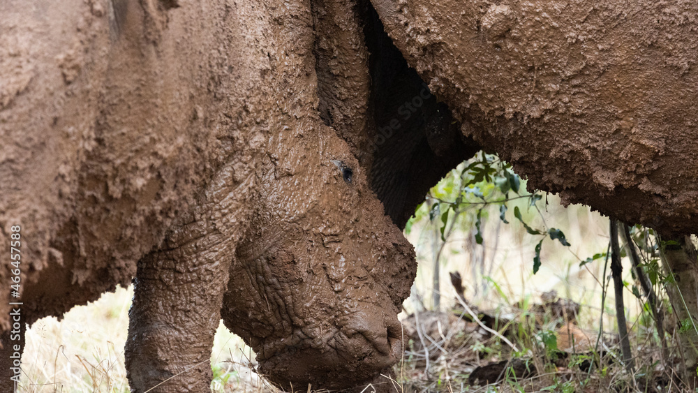 Obraz premium a very muddy white rhino calf