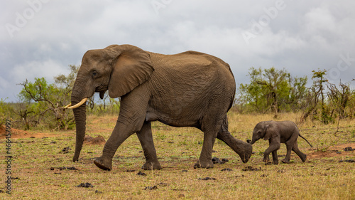 Tiny African elephant calf on the move