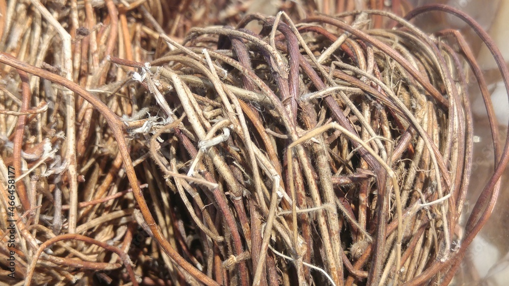 Chicken bone herb