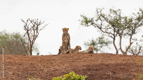 cheetah mother and cubs on a ridge