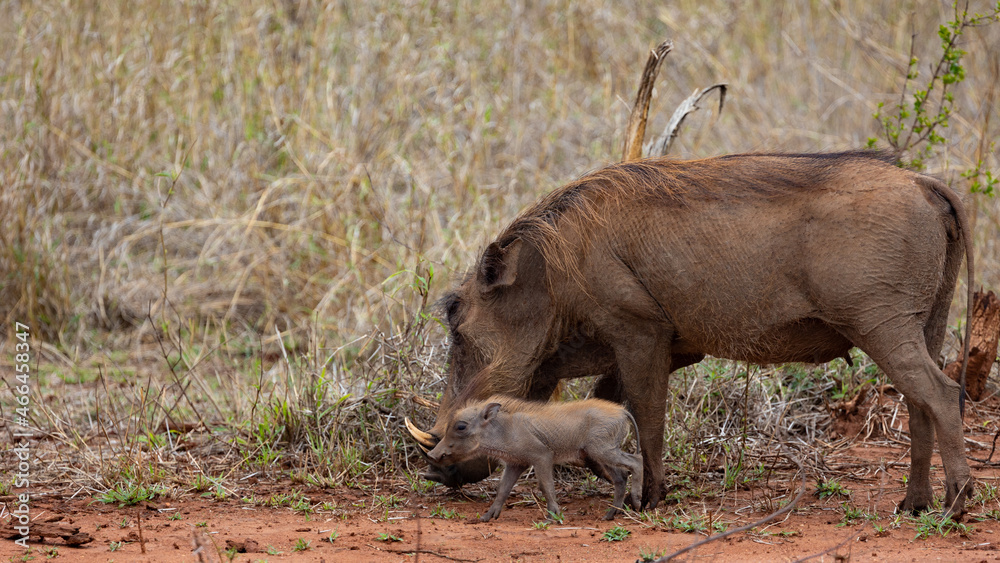newborn baby warthog with mom newborn baby warthog with mom