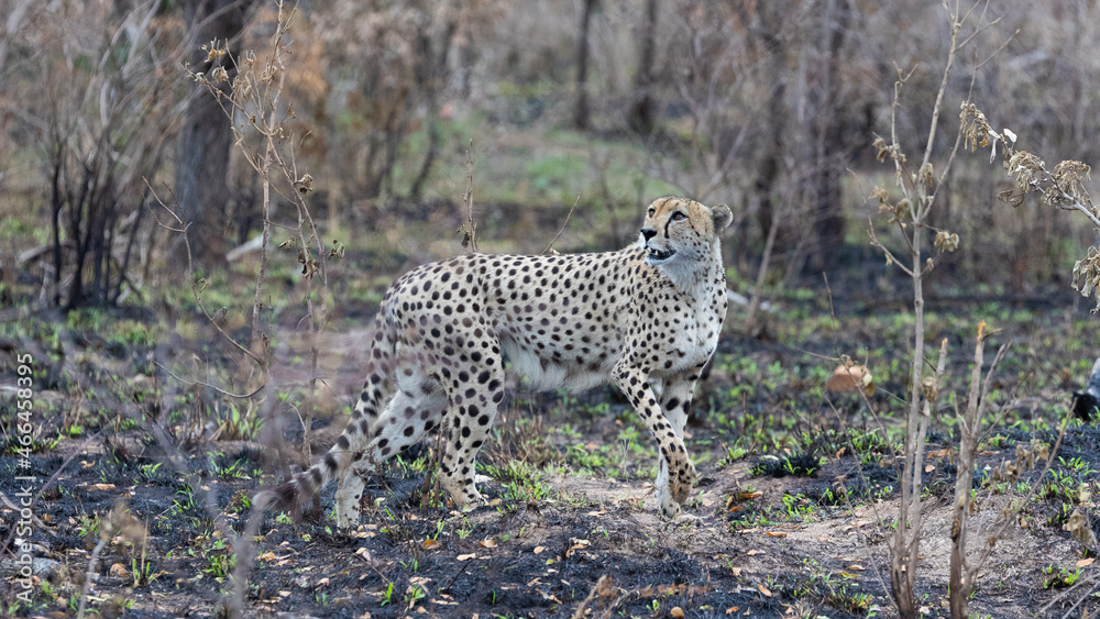 a male cheetah in the wild