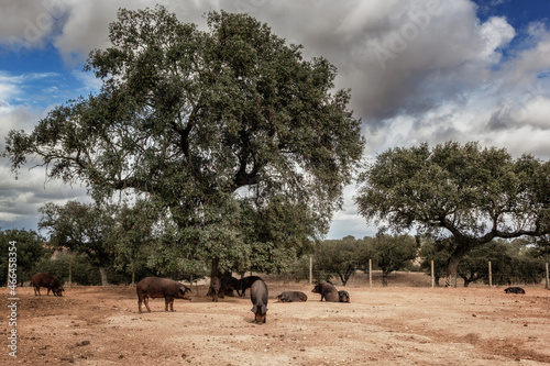 Cerdos ib  ricos criados con bellota en la dehesa de Extremadura en una piara de guarros de pata negra rodeados de encinas.