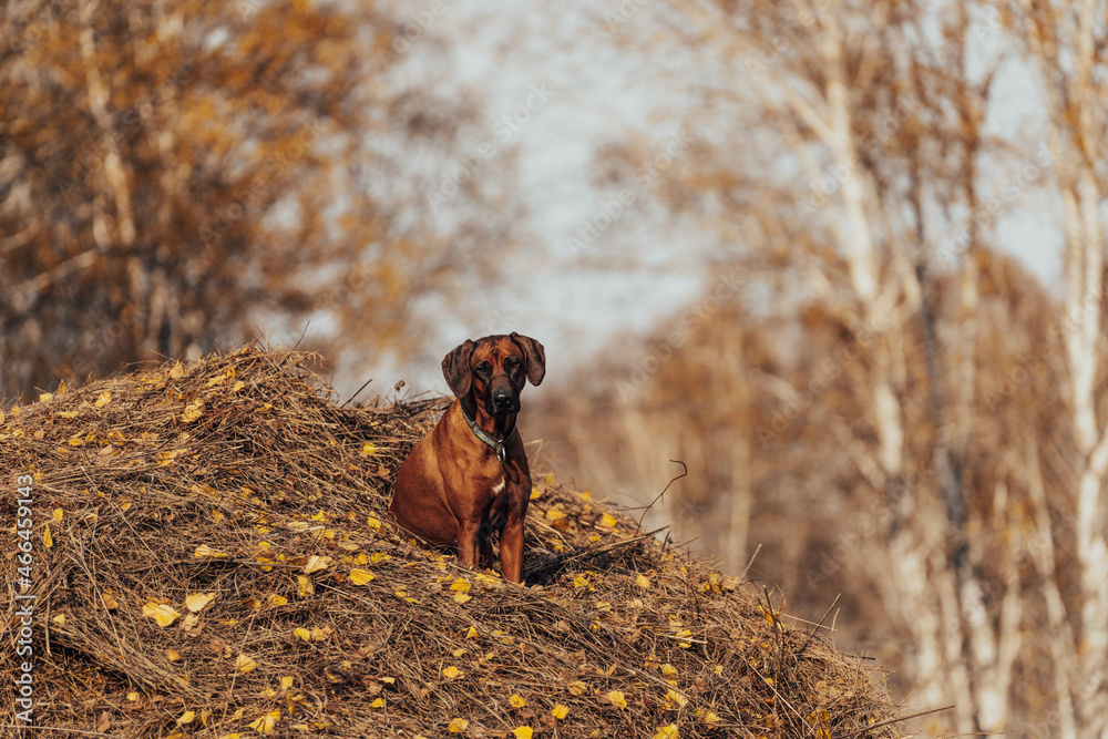 A dog sits on a haystack covered with autumn leaves