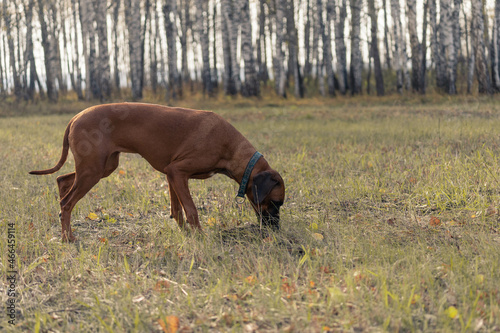 A hunting dog takes the animal's trail. Rhodesian Ridgeback in the Autumn Forest. Hound dog breed on the hunt