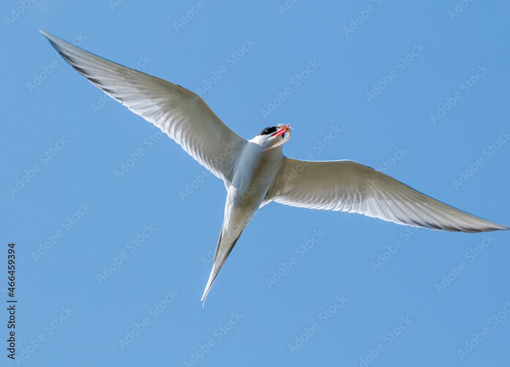 Fototapeta premium Arctic Tern (Sterna paradisaea) in Barents Sea coastal area, Russia