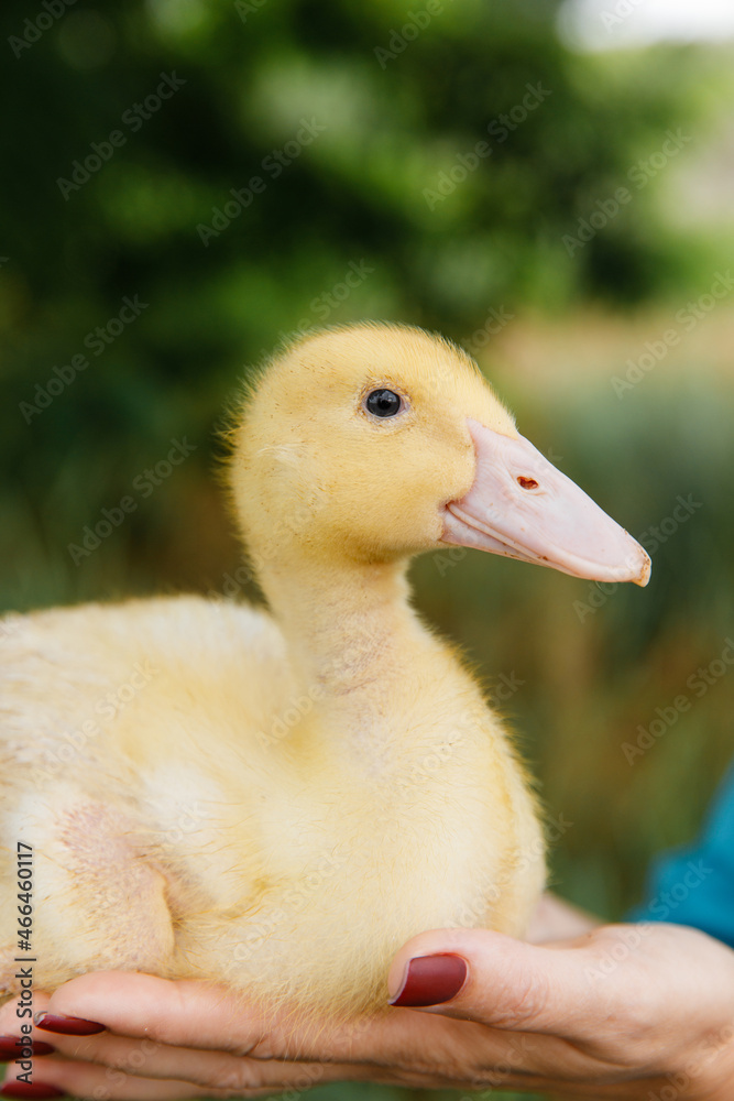 yellow duckling on a background of grass in the hands of a woman yellow duckling on a background of grass in the hands of a woman