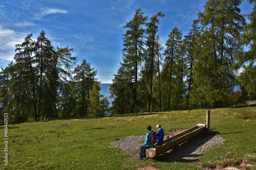 Wandern im Lärchenwald im Herbst in Südtirol bei Meran und Bozen, Larch forest in autumn in South Tyrol near Merano and Bozen