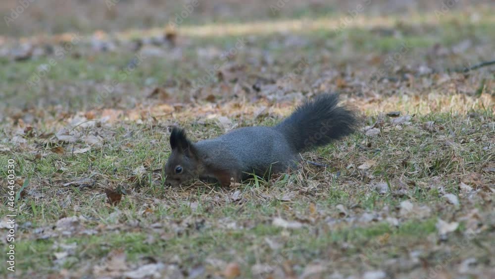 Wild squirrel looking for food acorns nuts in autumn leaves Wild squirrel looking for food acorns nuts in autumn leaves