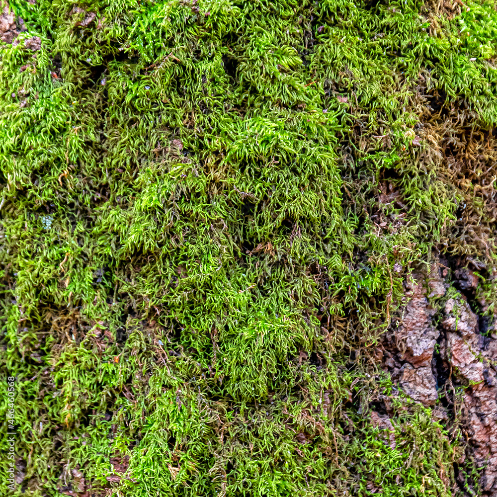 Green moss on the trunk of an old tree Green moss on the trunk of an old tree