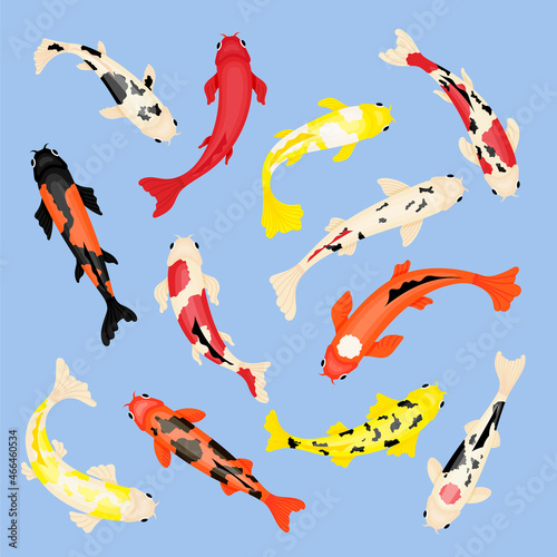 Koi fishes. Isolated nature fish, japan red carp. Chinese water animal, top view asian goldfish. Botanical garden oriental swanky vector natural elements