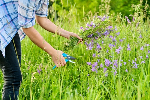 Woman picking wildflowers bells in a spring summer grass meadow.