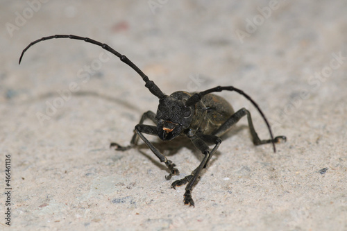 Morimus asper black insect macro photo © Recep