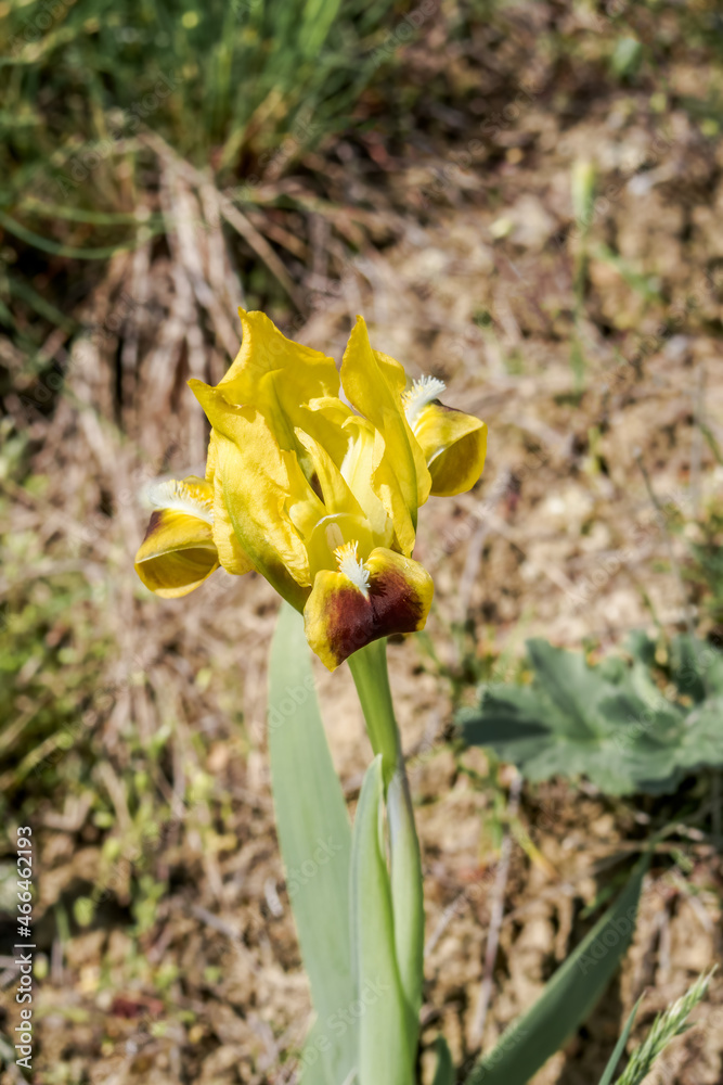 Dwarf Iris (Iris pumila) in the foothills, Caucasus, Republic of Dagestan, Russia Dwarf Iris (Iris pumila) in the foothills, Caucasus, Republic of Dagestan, Russia