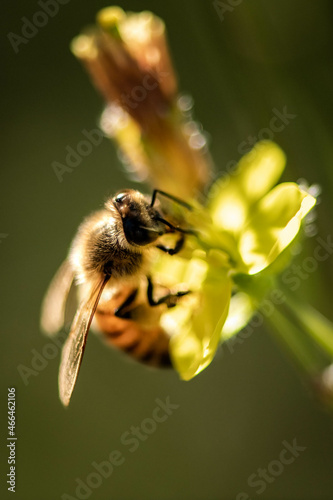 macro d'une abeille qui butine