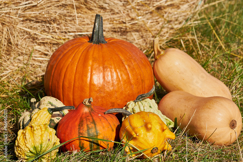 Still-life. Colorful pumpkins on the grass. Orange, yellow, green. Against the background of hay.