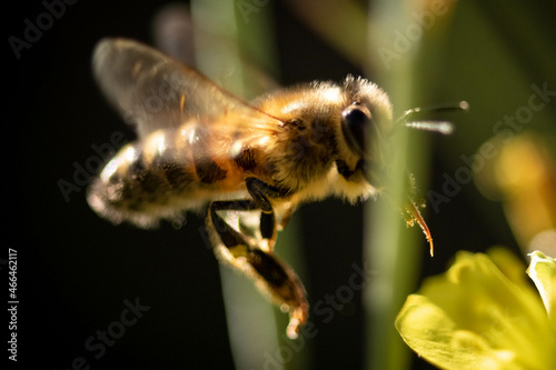 macro d'une abeille en vol