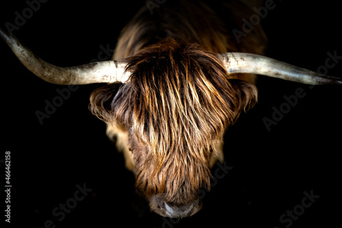 portrait couleur vache highland