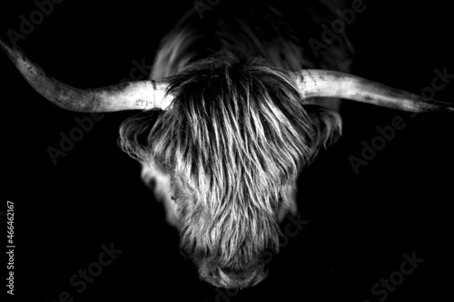 portrait noir et blanc vache highland