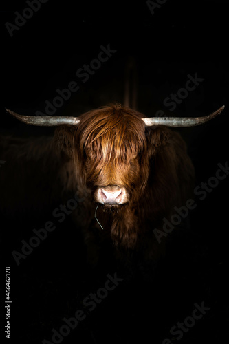 portrait couleur d'une vache highland