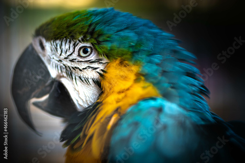 portrait couleur d'un perroquet 