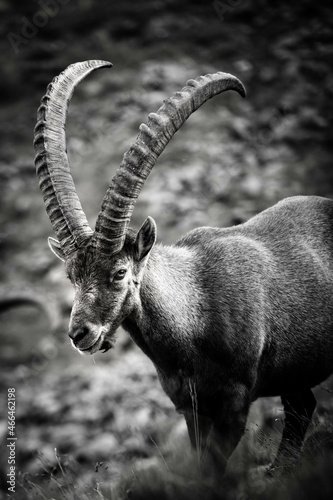 portrait noir et blanc d'un male ibex