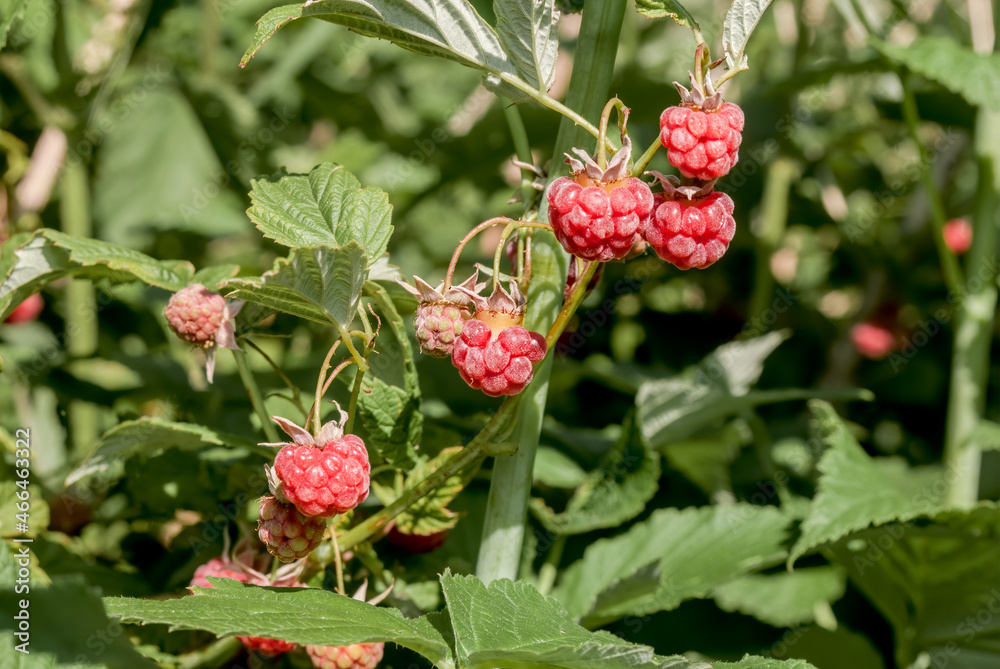Red Raspberry (Rubus idaeus) in orchard Red Raspberry (Rubus idaeus) in orchard