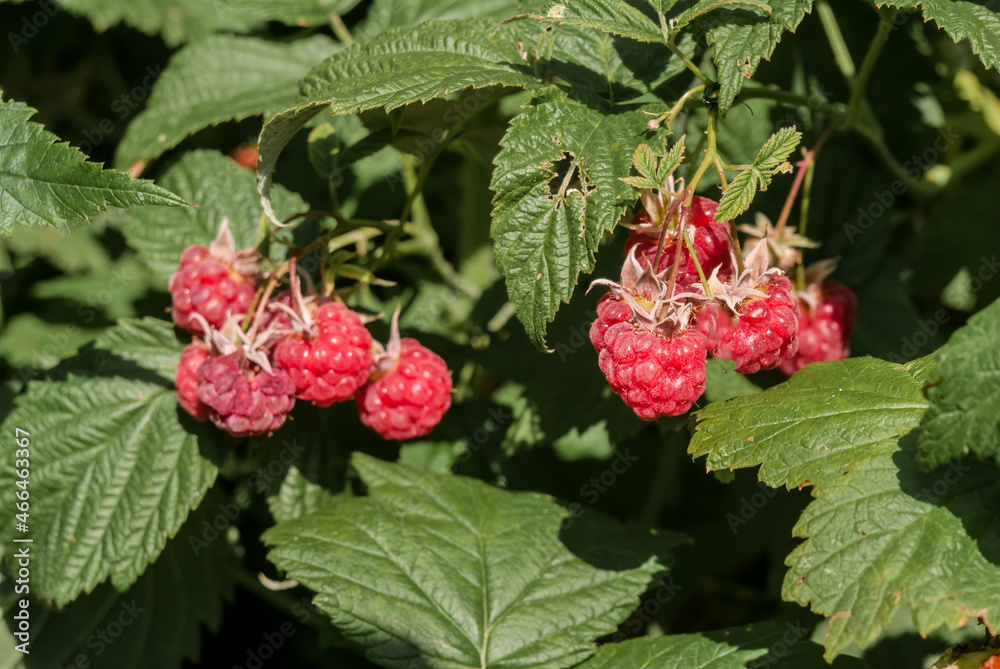 Red Raspberry (Rubus idaeus) in orchard