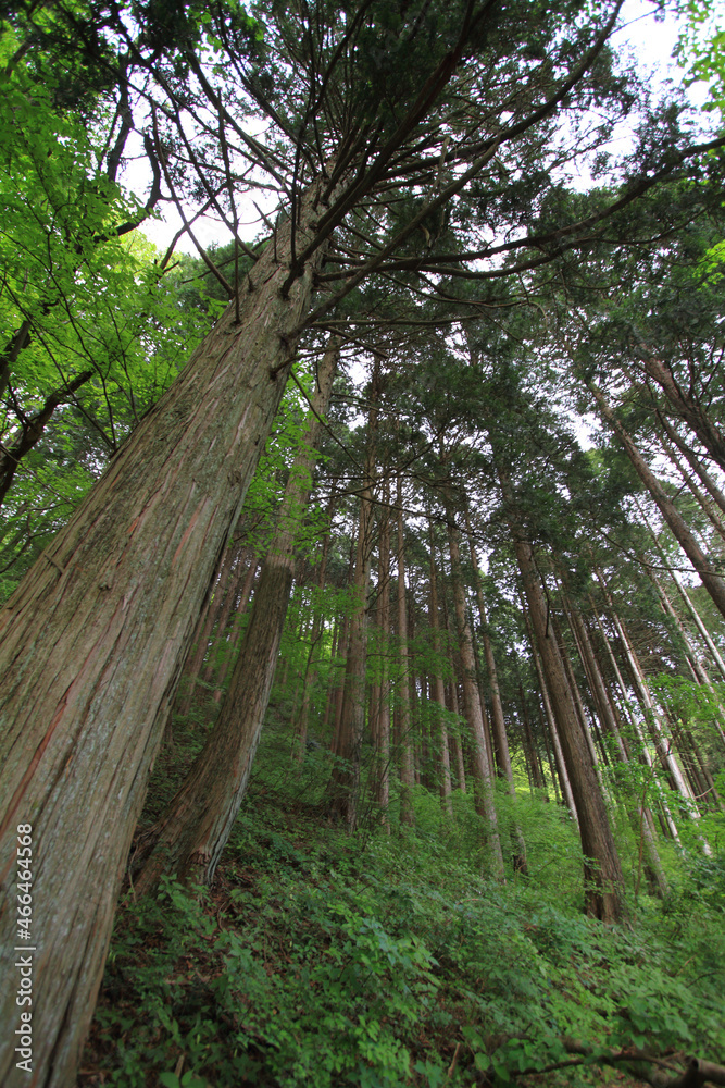 tall trees in a forest