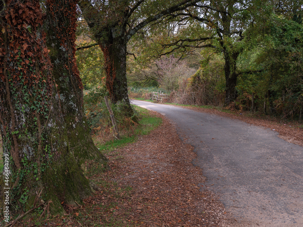 Fototapeta premium Pratoni del vivaro, immagini dell'autunno nel percorso verso i monti 