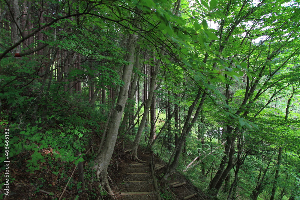 peaceful path through the green forest peaceful path through the green forest